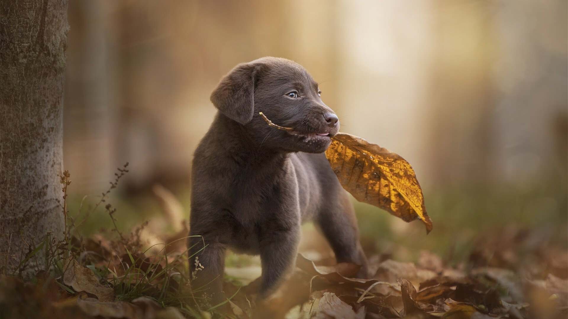 殿堂与革命之间，鲁德的双面传奇，在精密计算与血脉贲张中重塑网球唯一性