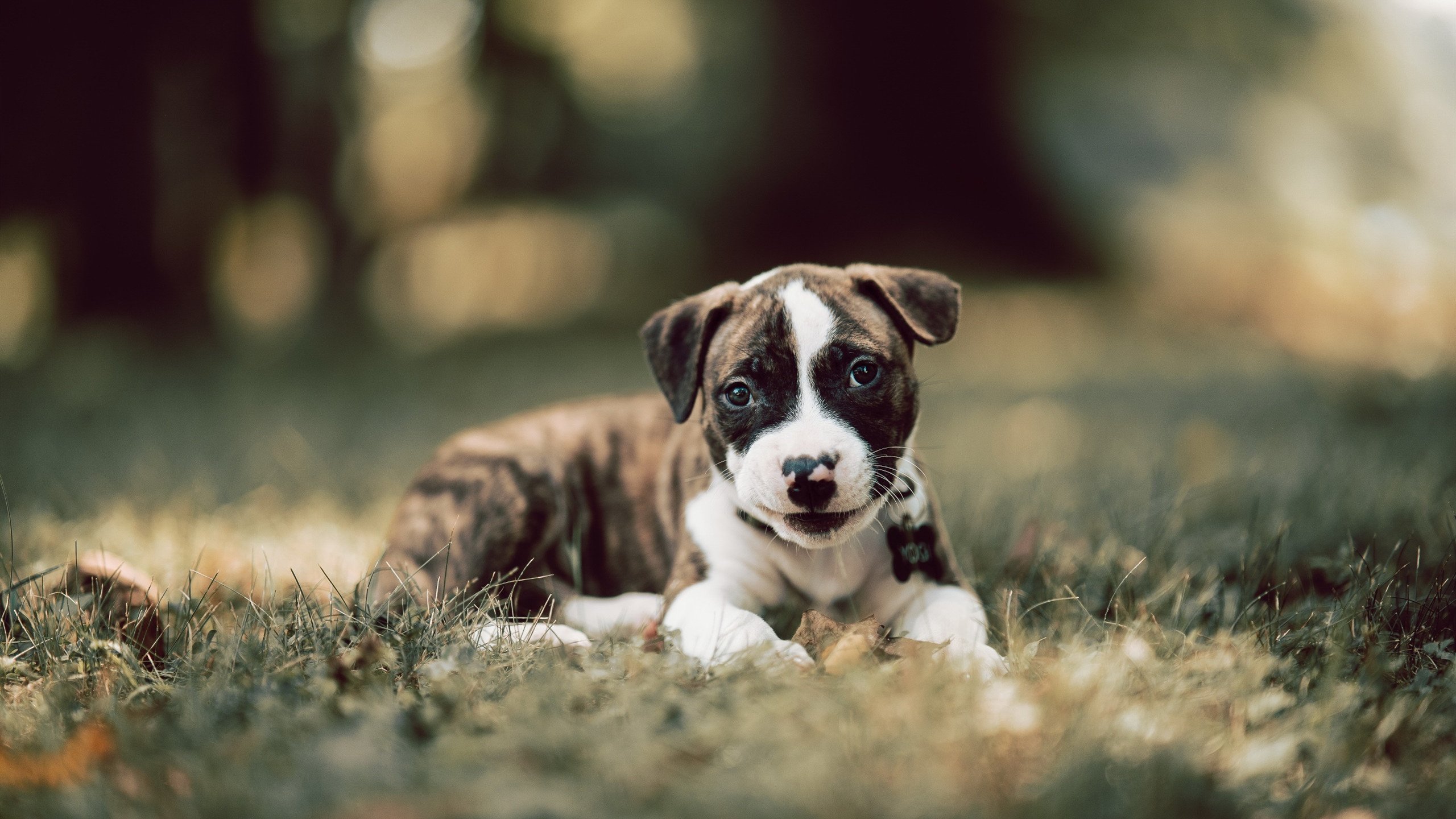 记分牌上的胜利者与真正的英雄，当日本队险胜时，陈雨菲如何一球定江山