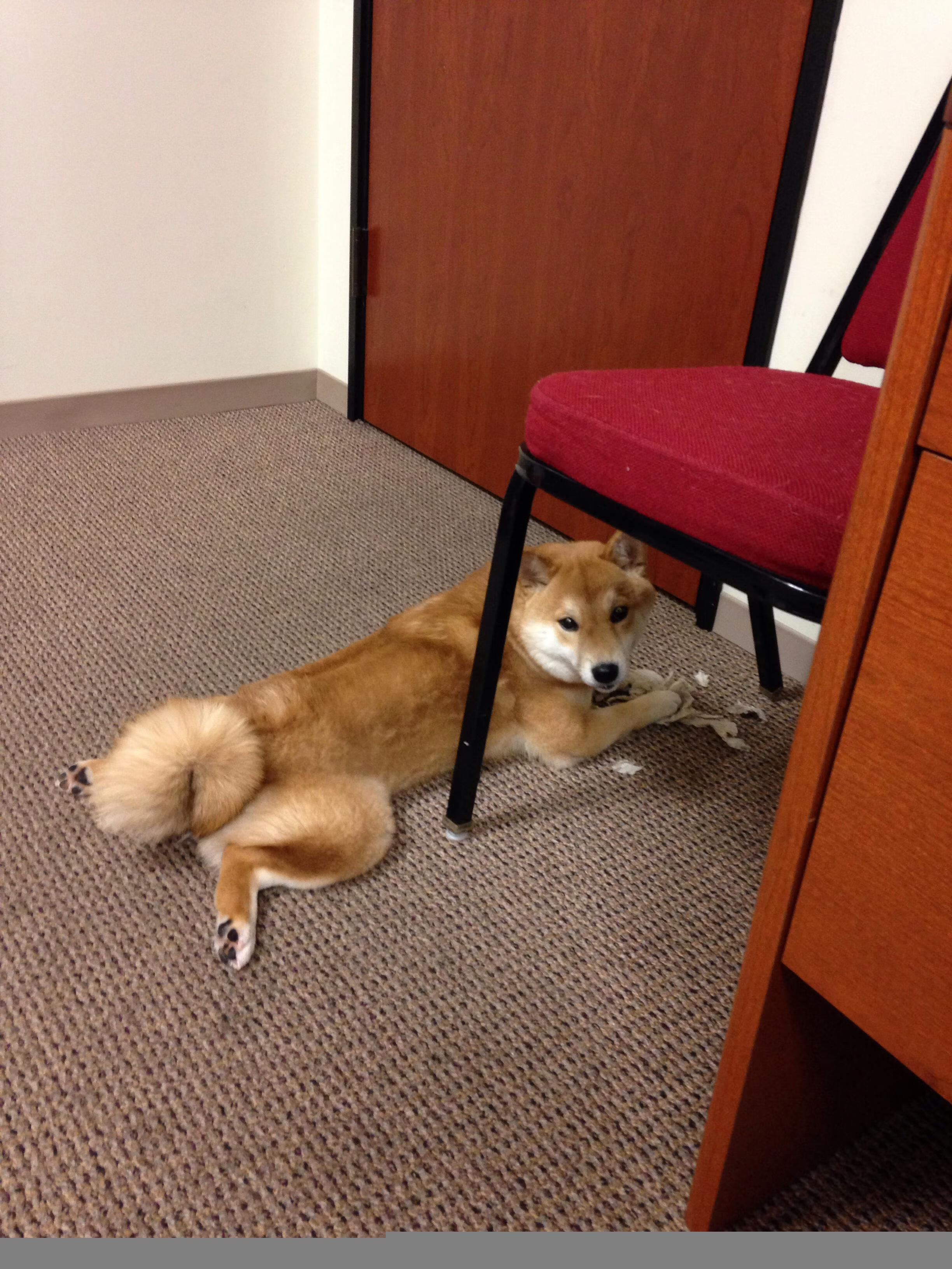 疯狂科学家与燃爆实验品，当国王用冰火双控锁住雷霆，锡安成了那把最烫的钥匙