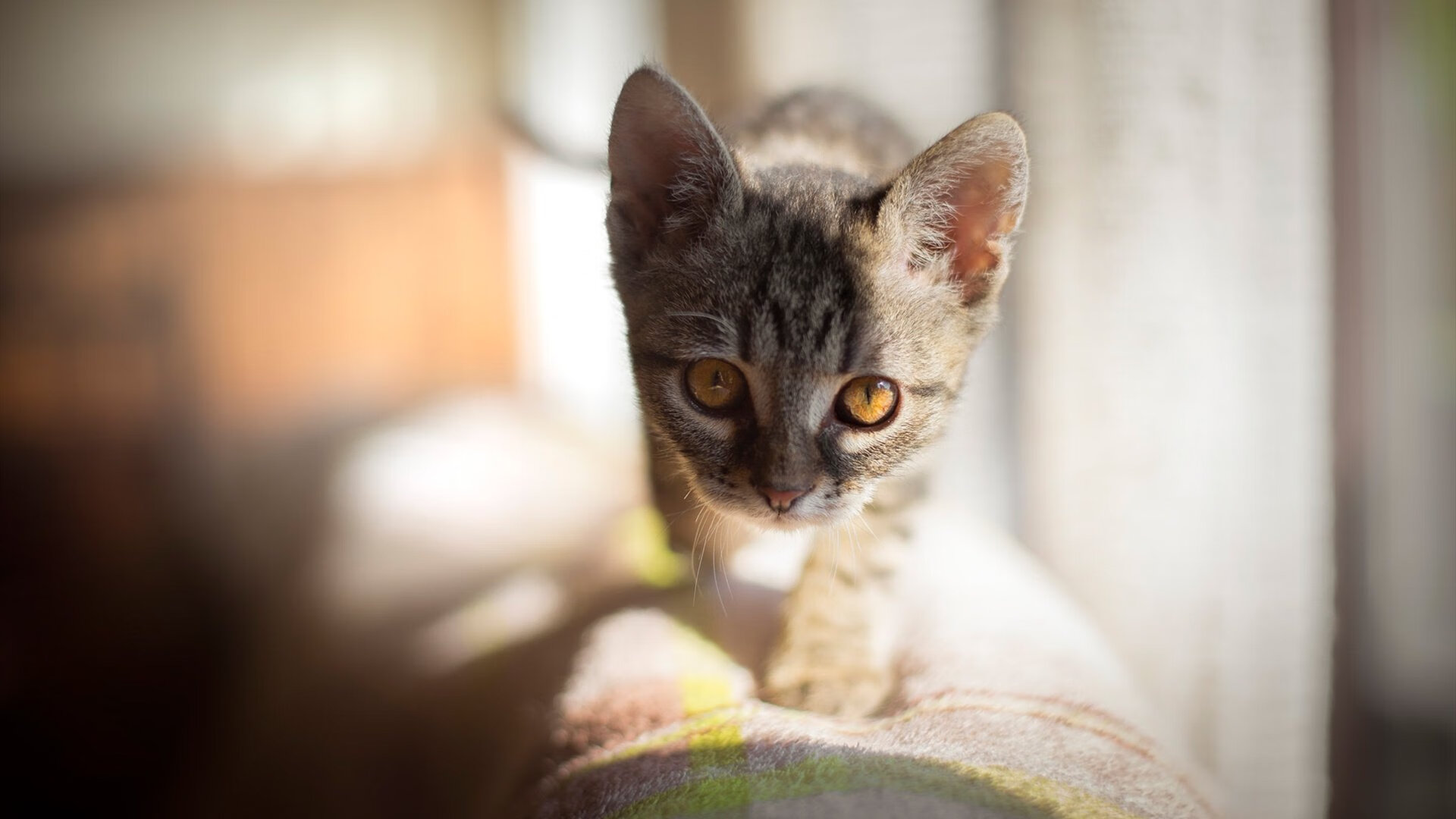 西征霸主遇冷箭，当国王被上海的铁血之盾击溃，爱德华兹从暗影中射出致命一箭