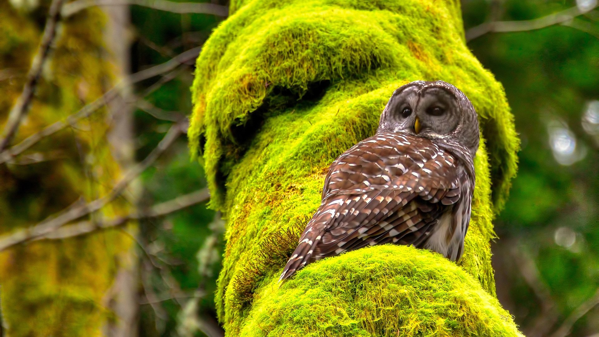 死亡五小掀18-0高潮！快船让步行者窒息的一战，哈利伯顿里程碑变里程悲