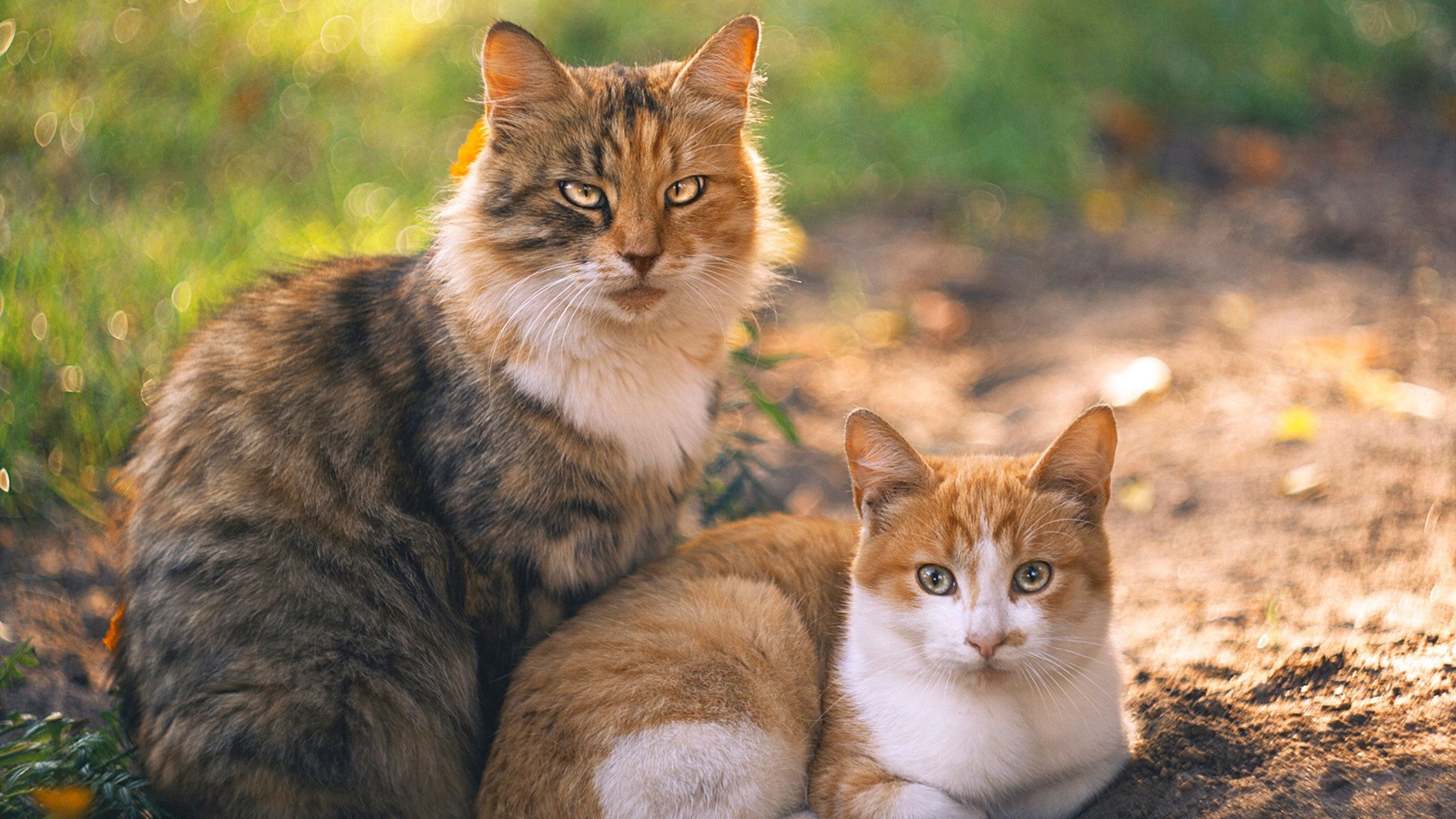 铁骑破天山，长枪贯日月，当莫兰特成为决定疆辽命运的X因素