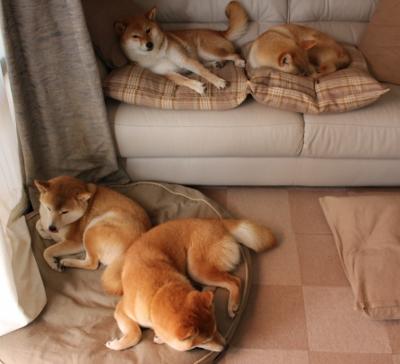 鲨鱼不死,只是鲸吞,上海20分逆转篮网,小贾伦无解攻防定义存在感