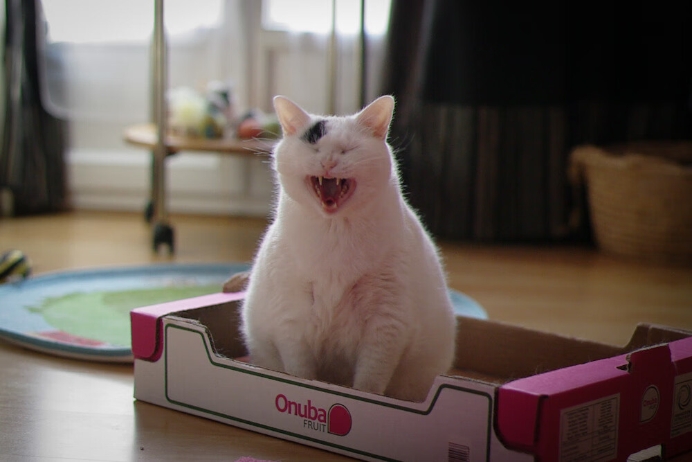 平行宇宙的钢铁风暴,当广厦打穿鹈鹕,范弗利特双线封神