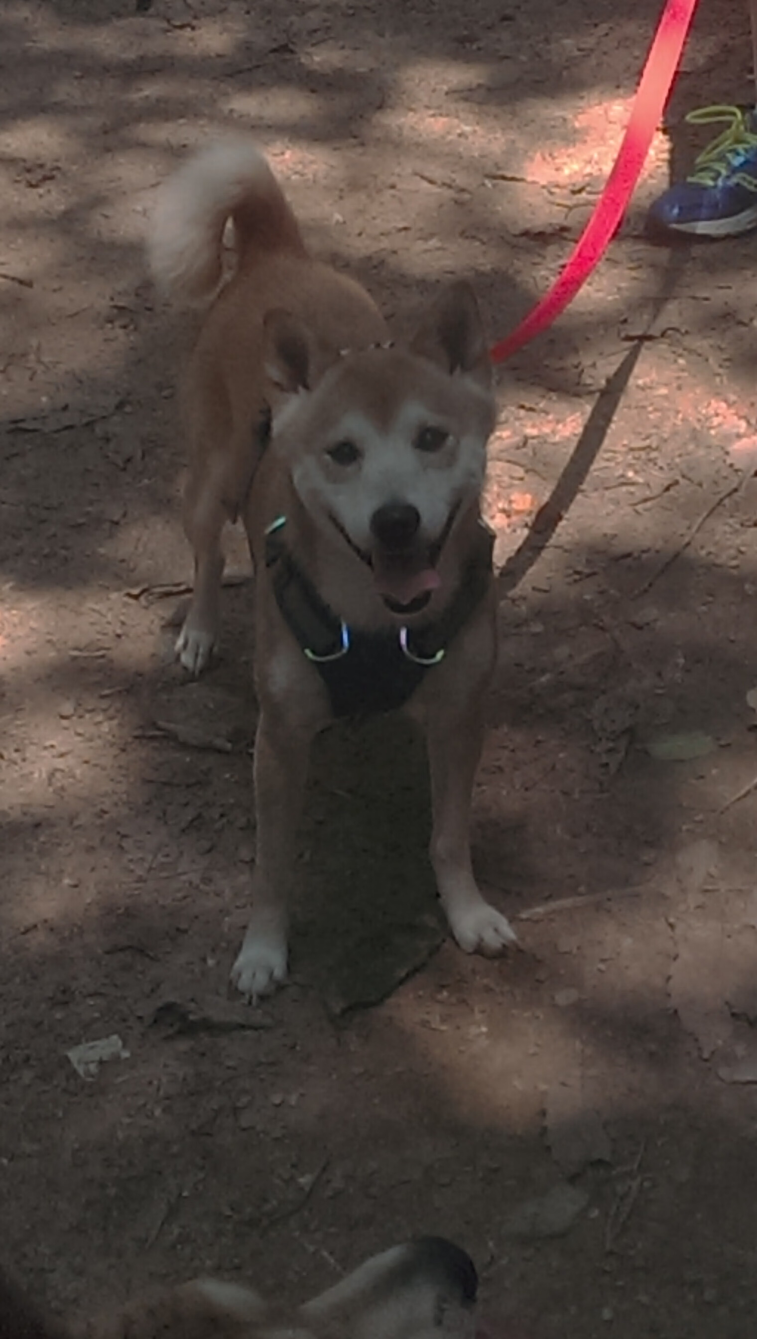 三分如雨夜,武切维奇轰碎不可能—北京队爆冷斩落绿巨人,背后是谁撑起奇迹?
