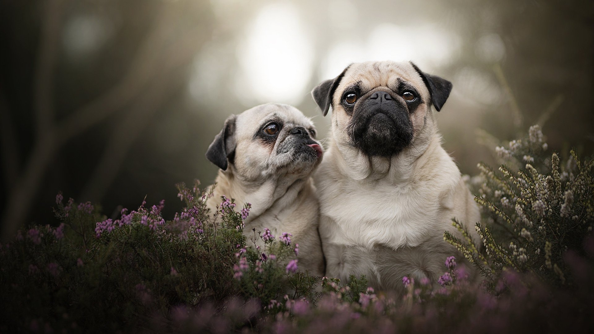 欧冠史诗之夜，当曼城压哨绝杀几内亚，历史宿敌的诅咒于蓝月下终结