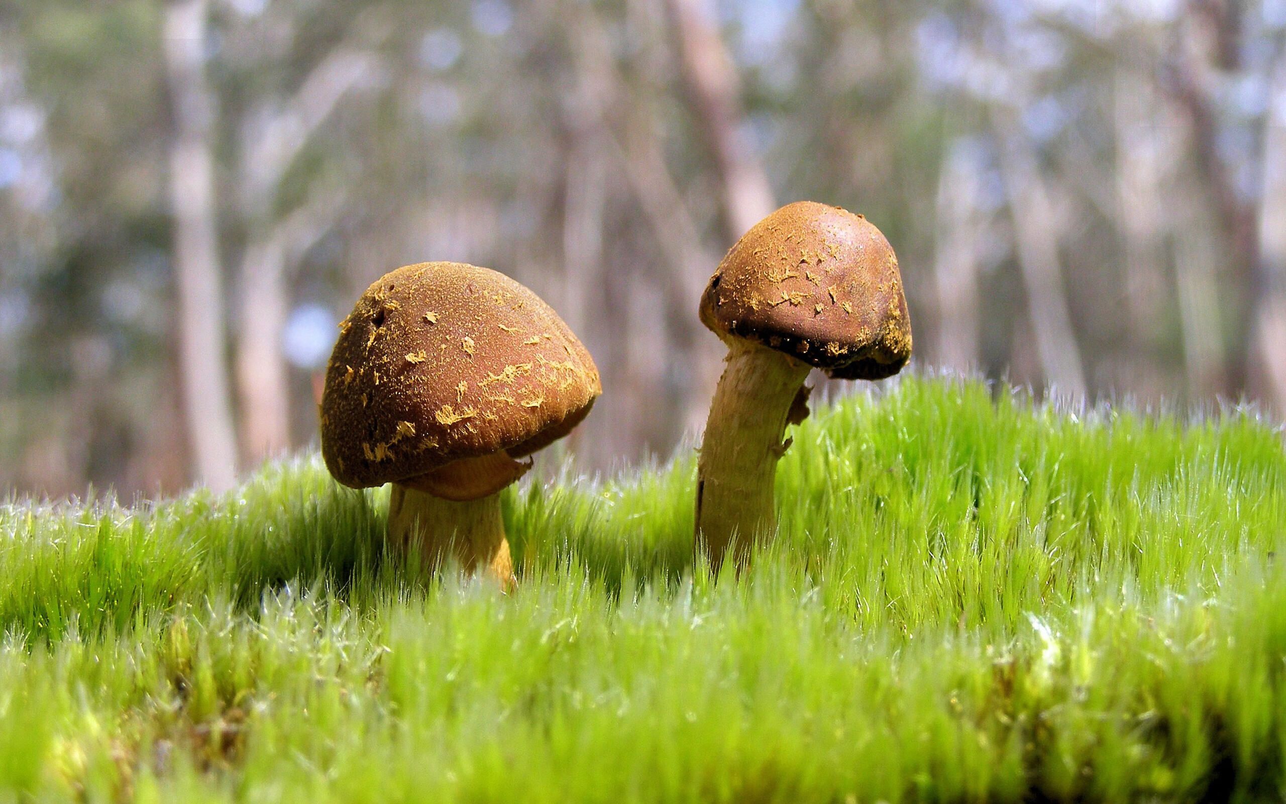 绿茵与硬木的对话,点球决胜于篮球之巅