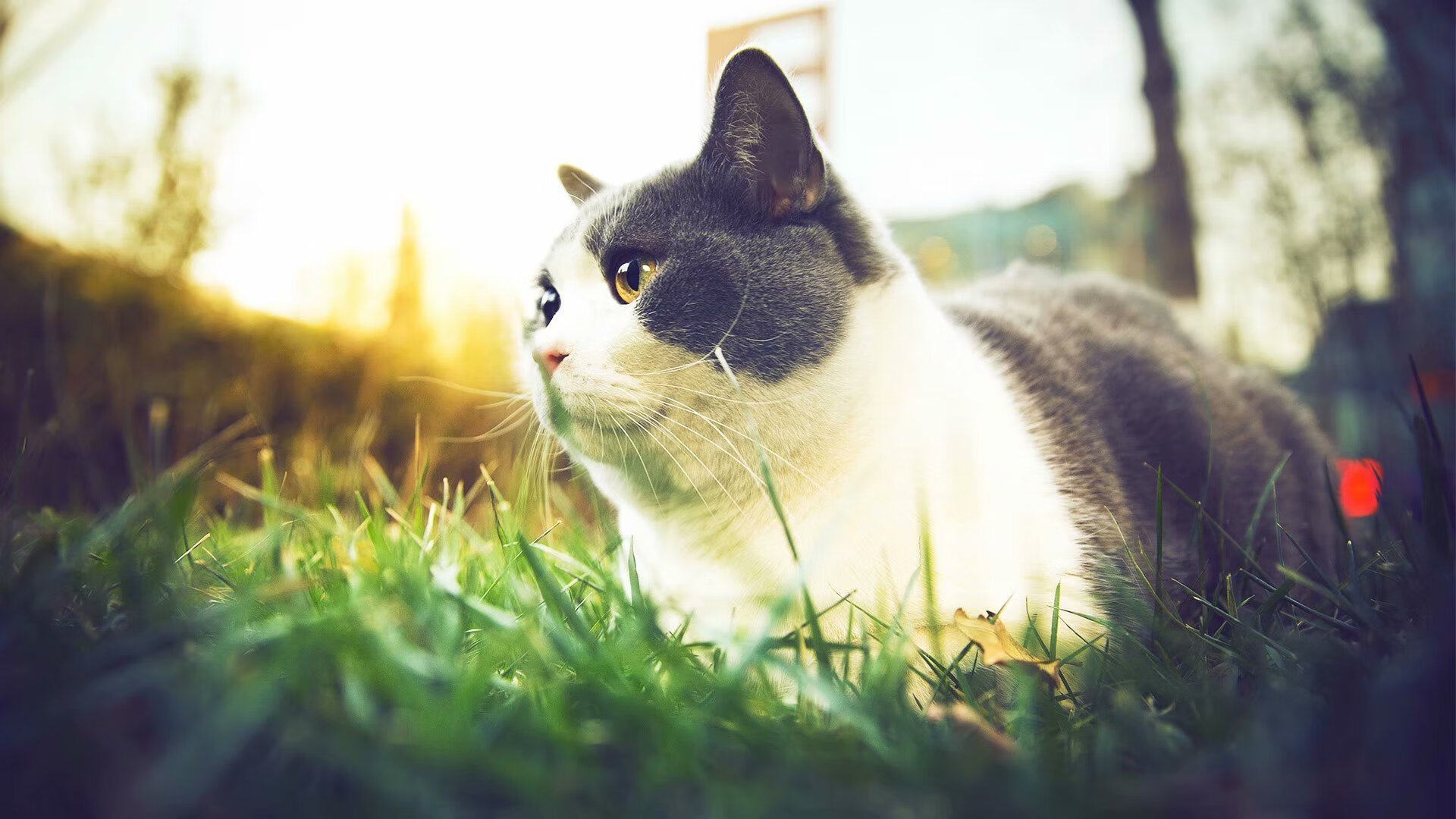 沙漠之舟破浪，沙特硬仗取胜南非，世界排名争夺战再燃烽火