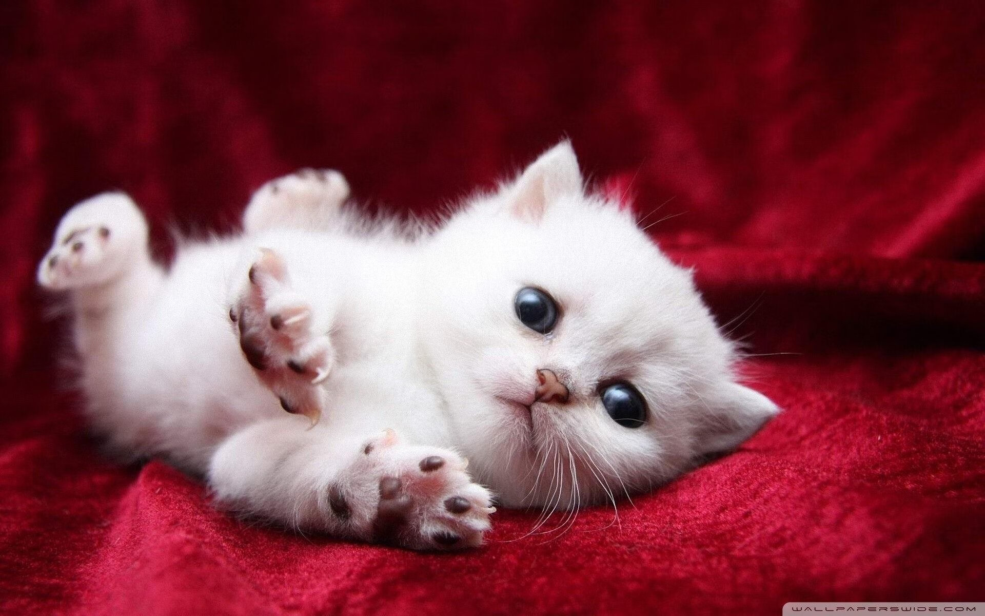 加勒比飓风难撼永恒之墙，萨拉赫关键节点连击，罗马强压牙买加惊险突围