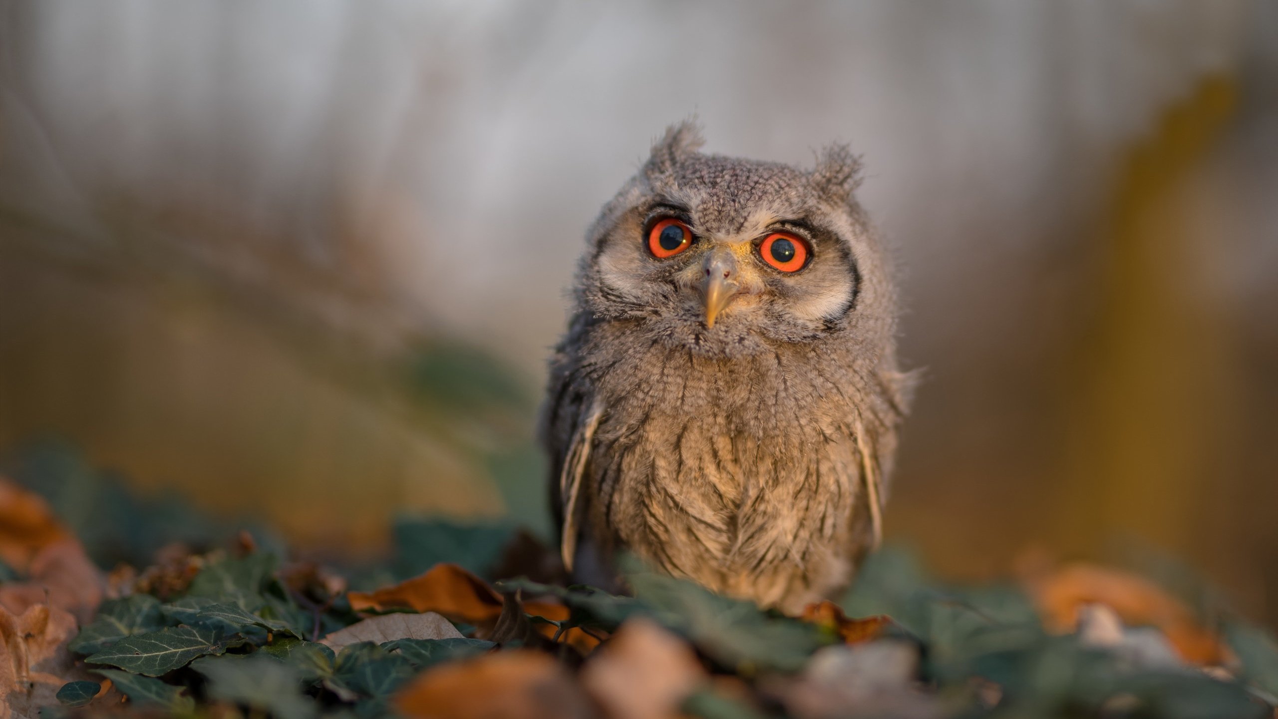 当体系篮球遭遇跑轰旋风，班凯罗如何定义现代攻防转换