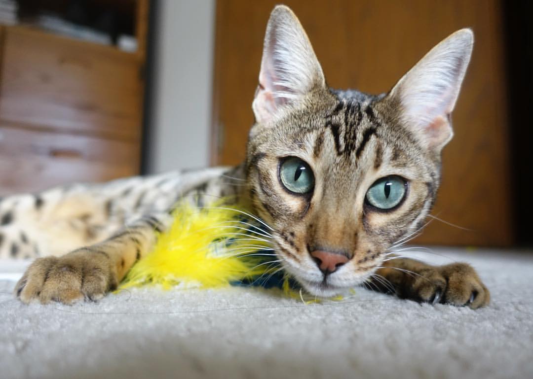 绿茵的狂热与球场的铁壁,多巴胺陷阱中的体育艺术