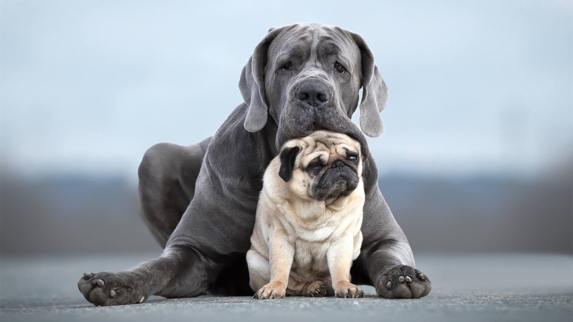 双重世界，爆冷夜与关键先生