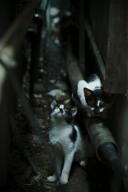 掘金同频共振,约基奇爆发诠释现代中锋,凯尔特人终结者气质跨越太平洋