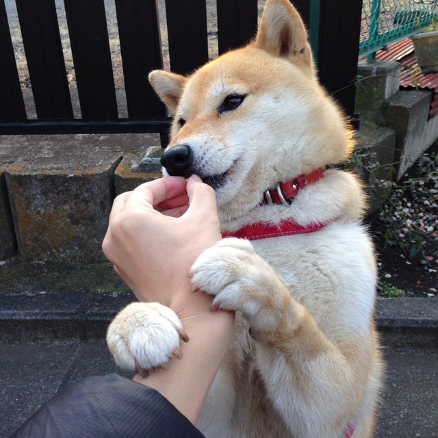 格列兹曼，全场焦点的诞生—比利亚雷亚尔与皇家社会的血拼之战